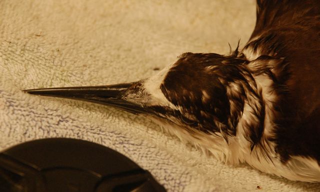 Sooty Tern